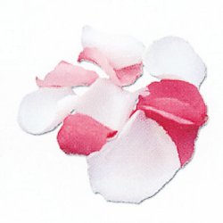 �ե����(�֥ꥶ���ɥե�)��CKP10053  5����