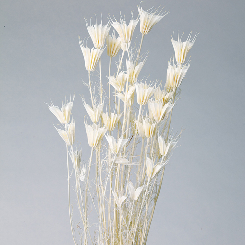 ɥ饤ե ˥饪ꥨ󥿥ꥹ  OOC00643