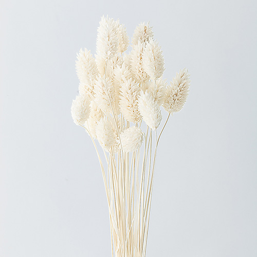 ɥ饤ե ݥץ OOC01548