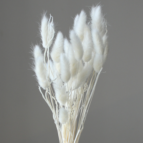 ɥ饤ե 饰饹 OOC01590