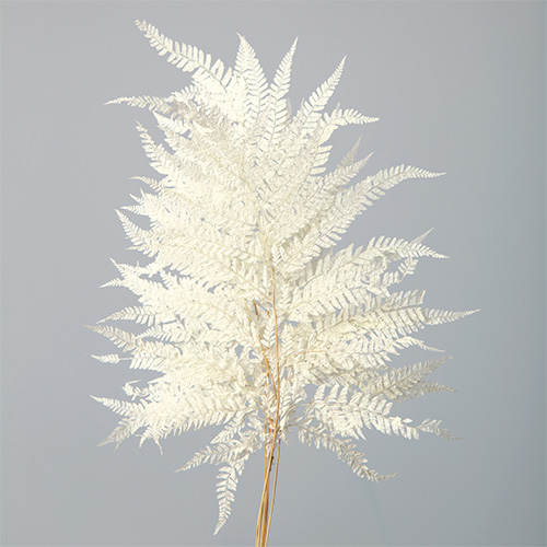 ɥ饤ե ҥӡ OOC02255