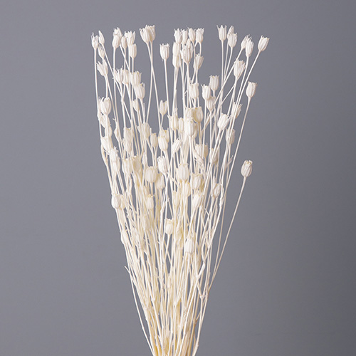 ɥ饤ե եƥ OOC02396