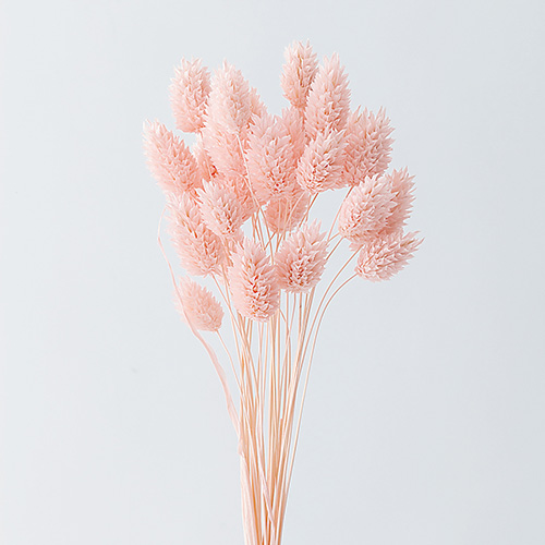 ���ɥ饤�ե� �ݥ��ץ��ĥ٥ӡ��ԥ� OOC04228