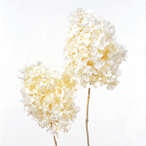 ɥ饤ե ԥߥåɥإå եۥ磻 OOC11091