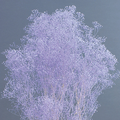 ɥ饤ե ߥ˥𥨥󥸥ѡץ OOC13889