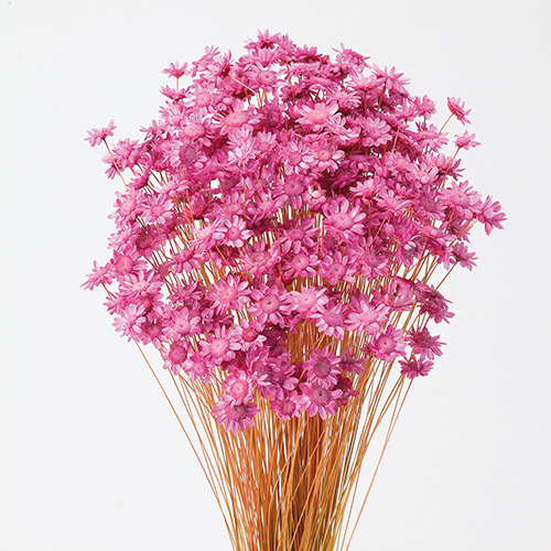 ɥ饤ե ե֥åॹȥ٥꡼ OOC20810