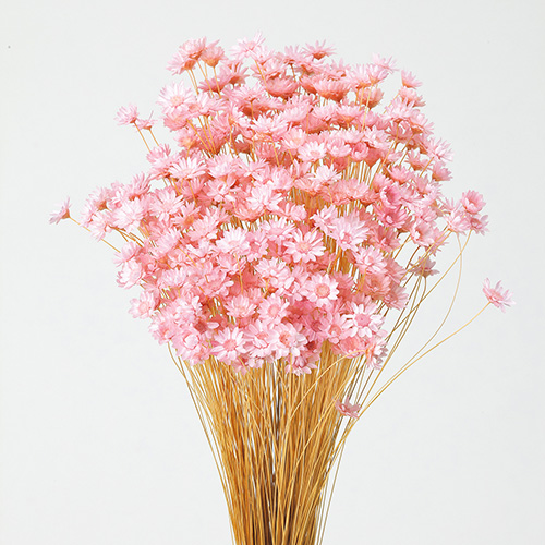 ɥ饤ե ե֥å֥饤ԥ OOC20812