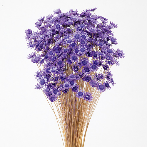 ɥ饤ե ե֥å饤ȥѡץ OOC20824