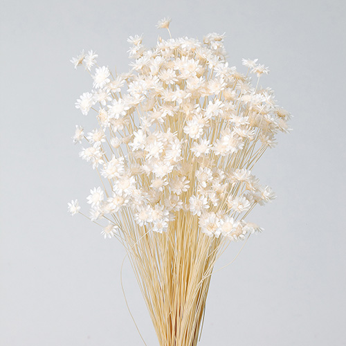 ɥ饤ե ե֥å OOC20828