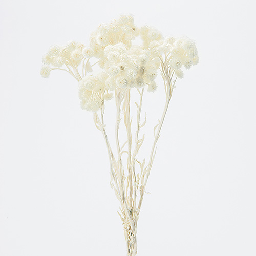 ɥ饤ե ⡼ƥ OOC24107