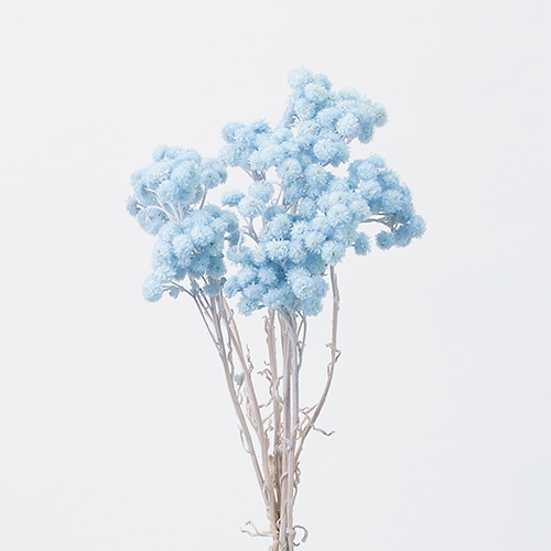 ���ɥ饤�ե������⡼�ƥ롡�٥ӡ��֥롼 OOC24475