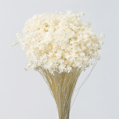 ɥ饤ե եߥ OOC24507