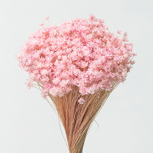 ɥ饤ե եߥ˥֥饤ԥ OOC24509