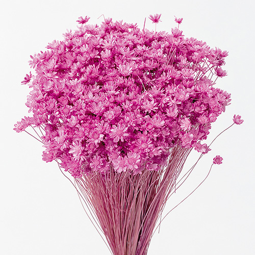 ɥ饤ե եߥ˥ȥ٥꡼ OOC24511