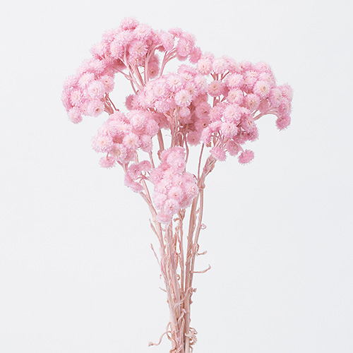 ɥ饤ե ⡼ƥ륷㡼٥åȥԥ OOC24519