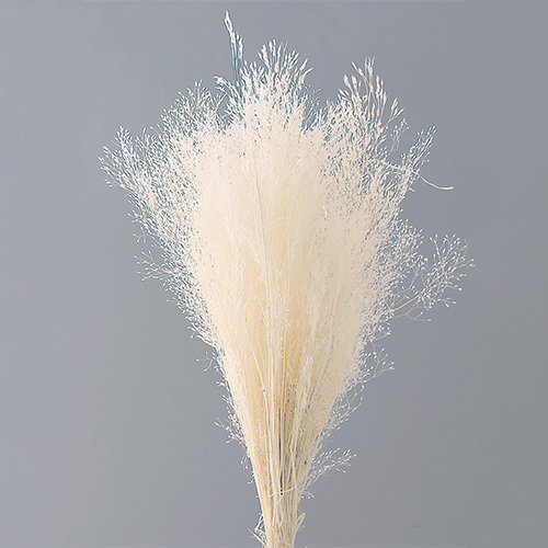 ɥ饤ե  ƥ եۥ磻 OOC25385