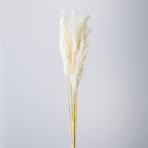 ɥ饤ե ץ롼꡼ OOC26067