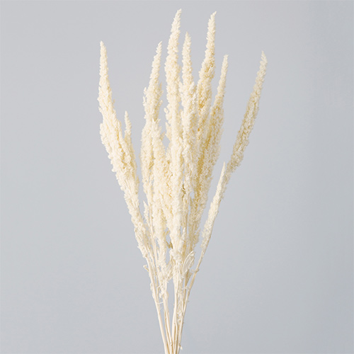 ɥ饤ե ޥ󥵥 եۥ磻 OOC27677