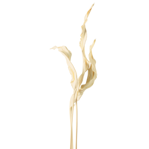 ɥ饤ե ȥ꡼ եۥ磻 OOC27679