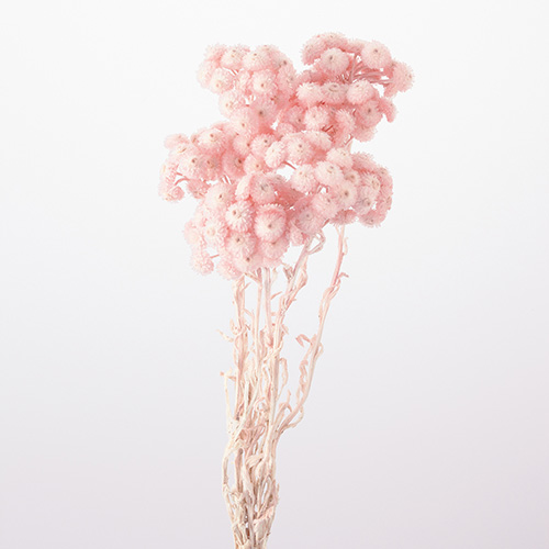 ɥ饤ե ⡼ƥ륷륭ԥ OOC27699