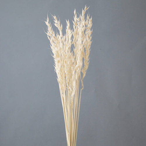 ɥ饤ե ٥ եۥ磻 OOC28861