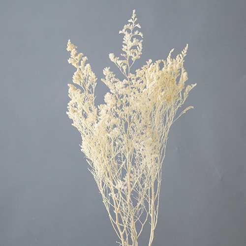 ɥ饤ե ԥեۥ磻 OOC29187