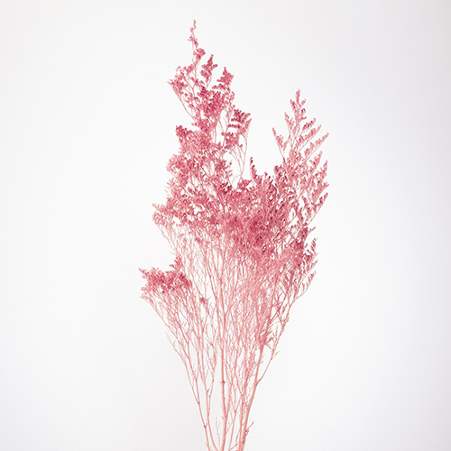 ɥ饤ե ԥԥ OOC29189