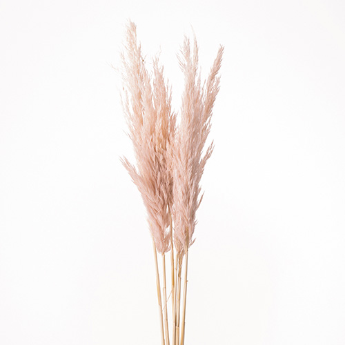 ���ɥ饤�ե� �ץ롼��꡼�ɥԥ󥯥١����� OOC29225