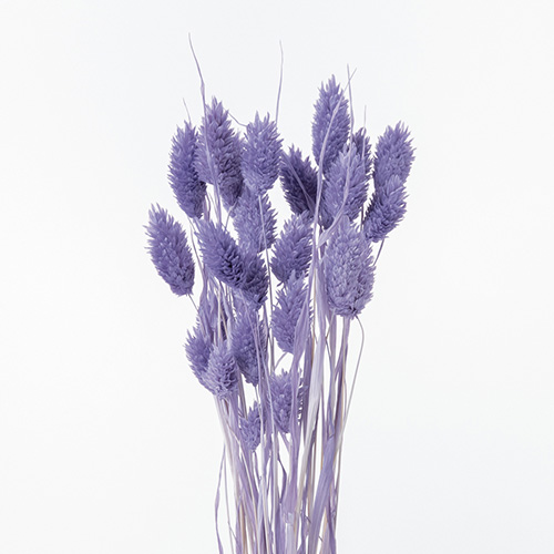 ɥ饤ե ݥץĥ󥸥ѡץ OOC29437