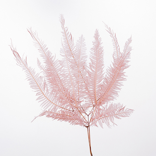 ���ɥ饤�ե������������ԥ󥯥١����� OOC29525