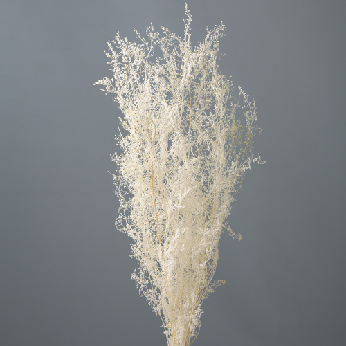 ɥ饤ե 饹 եۥ磻 OOC29872