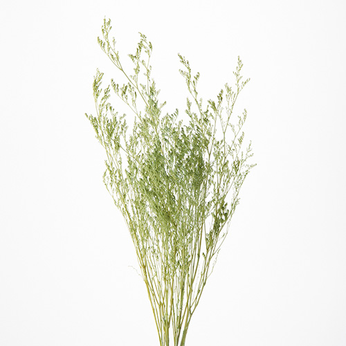 ɥ饤ե ԥץ󥰥꡼ OOC30854