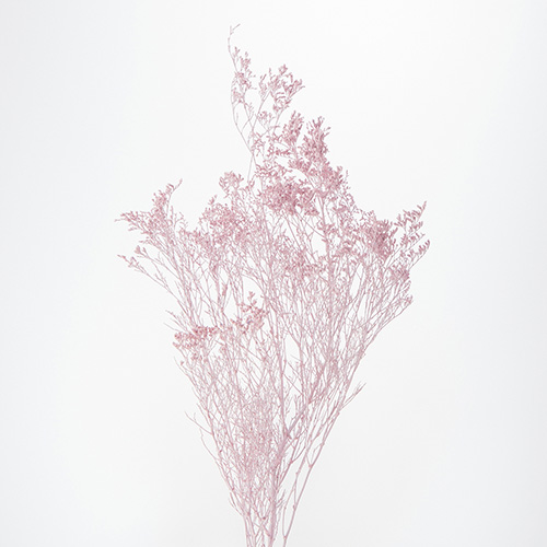 ɥ饤ե ԥޥåȥԥ OOC31375