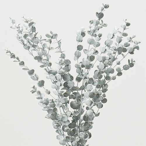 ɥ饤ե ˡ桼ꡡޥåȥۥ磻 OOC32154