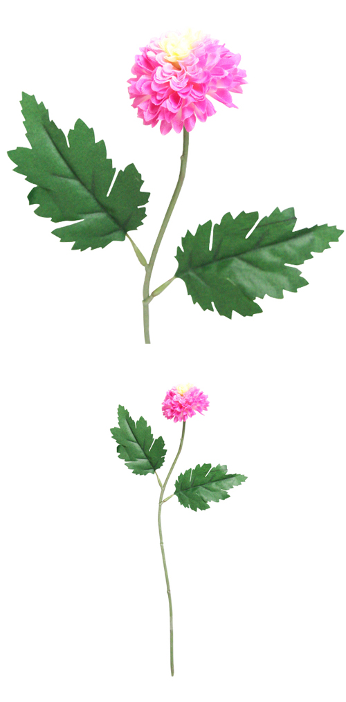 �����䢣POY�ԥ�ݥ�ޥ� ��٥����POY62806